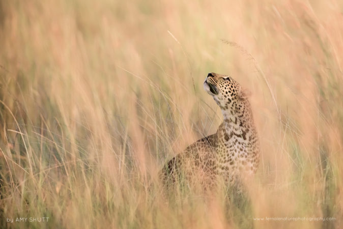 Chasing Rainbows - Leopard, Maasai Mara, Africa