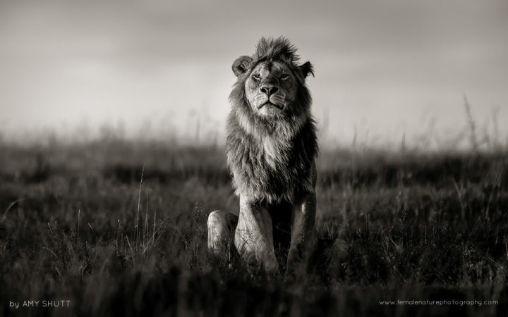 The Nomad - African Lion, Maasai Mara, Africa