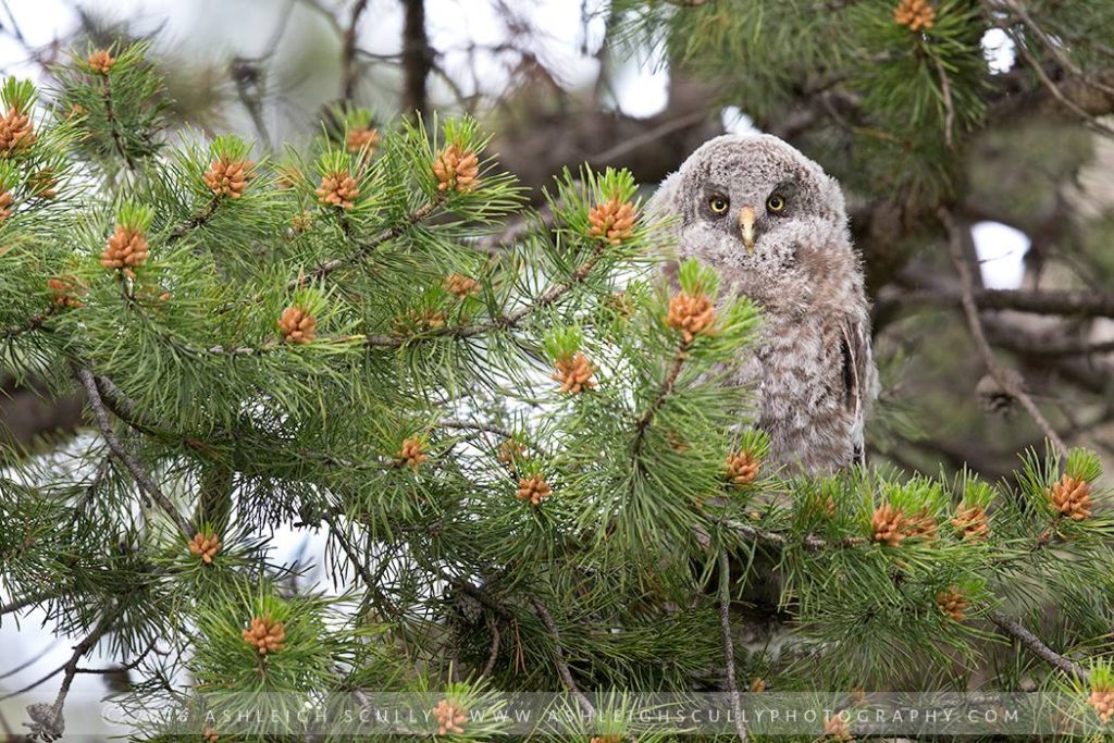 Ashleigh Scully Audubon