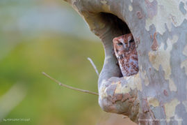 Ashleigh-Scully-FNP-1