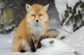 Ashleigh-Scully-FNP-10