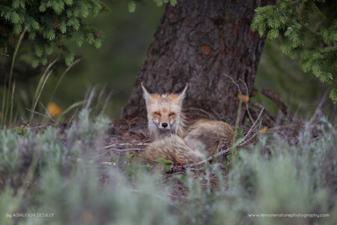 Ashleigh-Scully-FNP-6