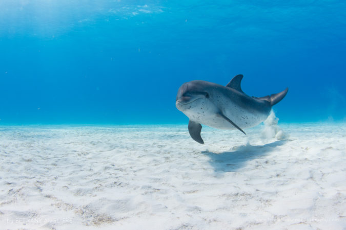 An juvenile Atlantic spotted dolphins in the Bahamas