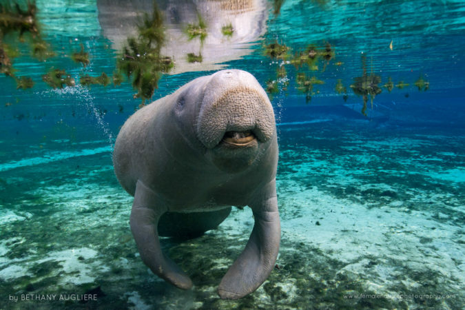 A Florida manatee comes into the spring to rest during cooler temperatures