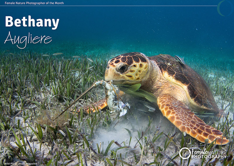 Female Nature Photographer of the Month - Feb 2018 - Bethany Augliere