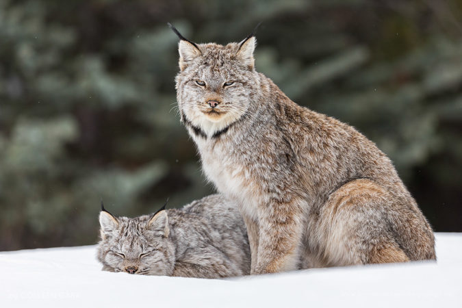 Lynx and Kitten