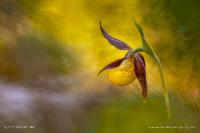 Cristiana-Damianof-FNP-10