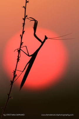 Cristiana-Damianof-FNP-14