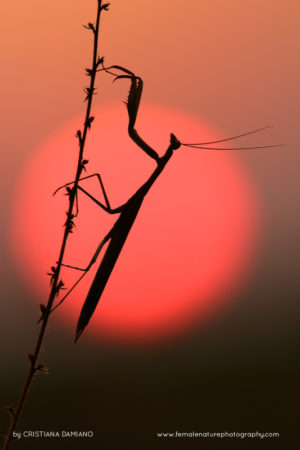 Cristiana-Damianof-FNP-14