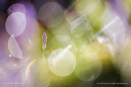 Cristiana-Damianof-FNP-3