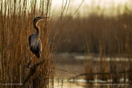 Cristiana-Damianof-FNP-4