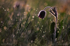 Cristiana-Damianof-FNP-6