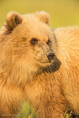 Cub in the Afternoon Light