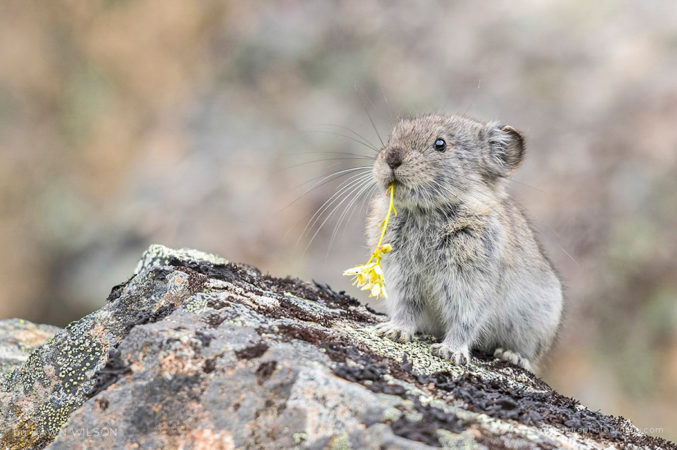 Pretty Little Flower