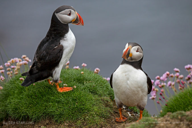 Puffins