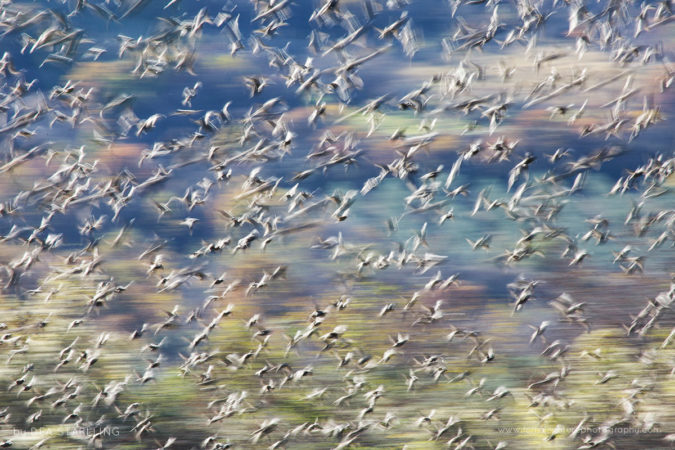 My first murmuration