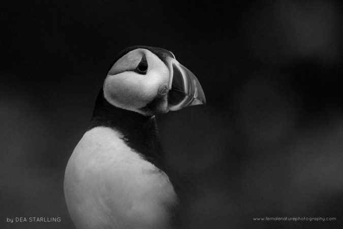 B&W Puffin