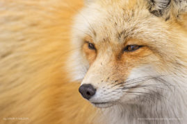 Dawn-Y-Wilson-FNP-10