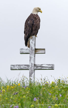 Dawn-Y-Wilson-FNP-15