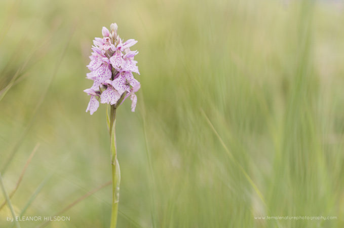 Heath Spotted Orchid - Dactylorhiza maculata Codden Hill, Devon, United Kingdom