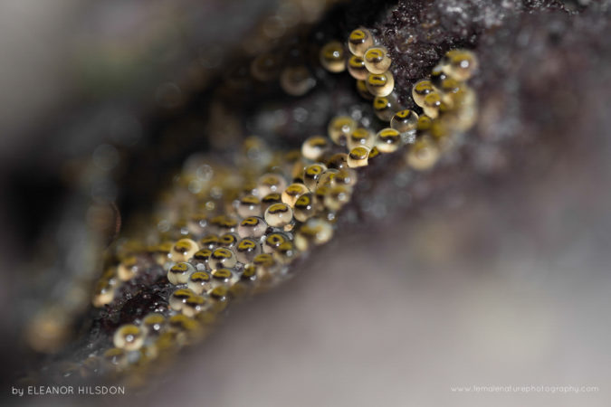 Clingfish Eggs - Gobiesox maeandricus Godrevy, Cornwall, United Kingdom