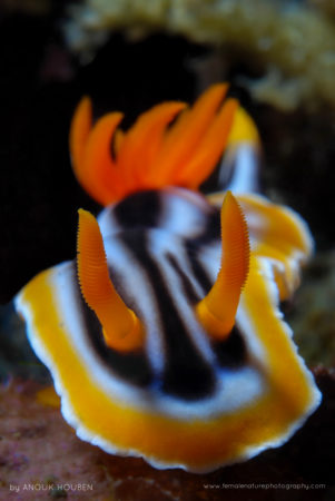 Chromodoris magnifica