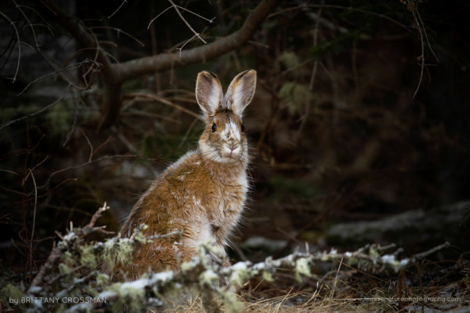 Snowshoe Hare