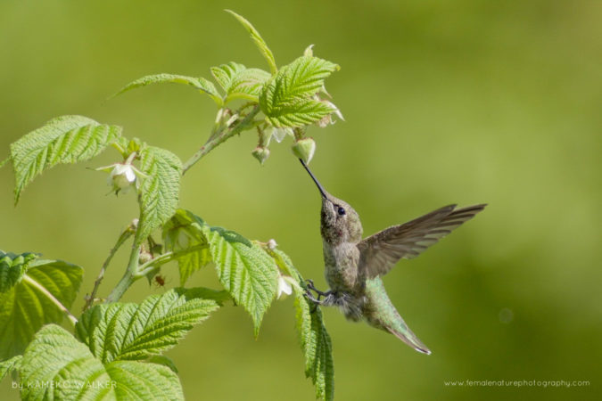 Anna's Hummingbird