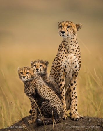 Cheetah Lookout Cheetah and Cubs, Maasai Mara, Kenya