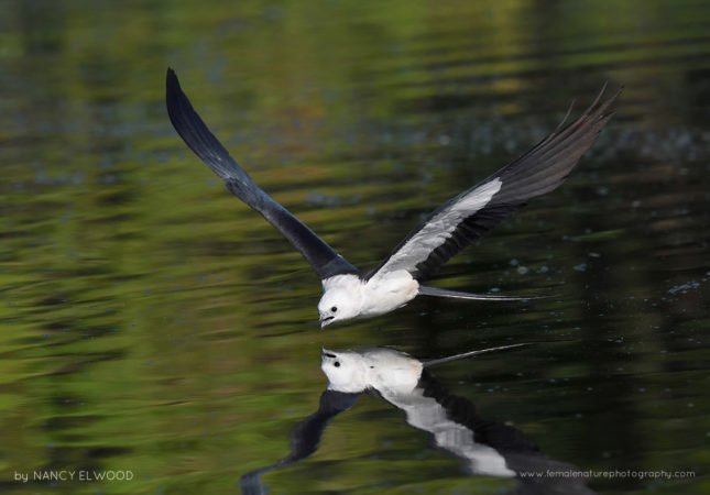 Swallow-tailed Kite Florida