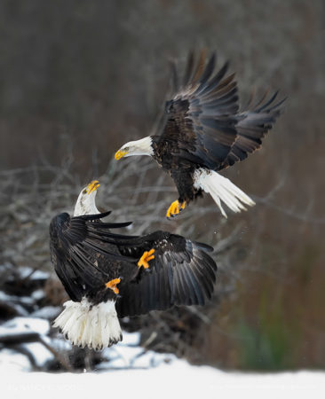 Battling Eagles Skagit River, Washington State