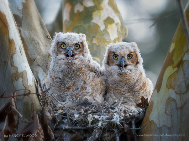 Great Horned Owlets Florida