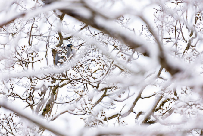 A Great Blue Heron sits nestled among the snowy branches above Swan Lake in Victoria, British Columbia