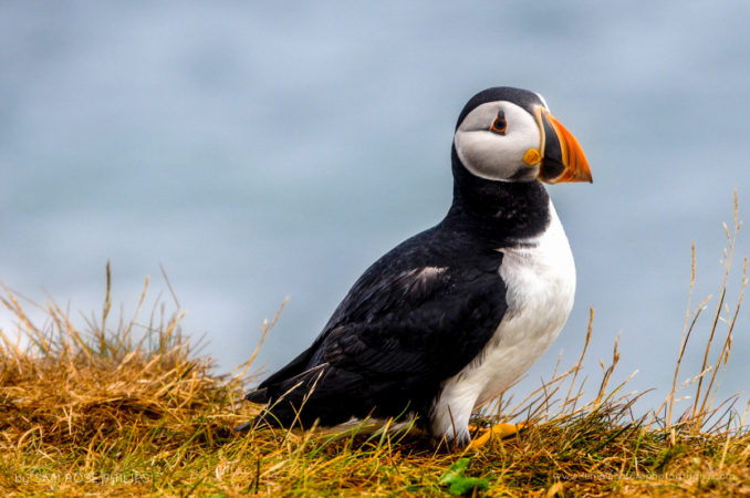 The tiny but mighty Atlantic Puffin sits still for a portrait off the east coast of Newfoundland