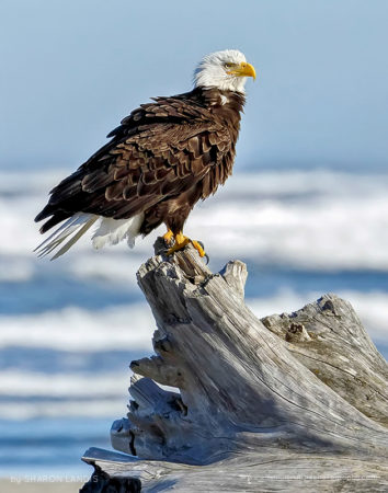 Elegant Coastal Raptor Beautiful Bald Eagle on a big driftwood perch along the ocean in the Pacific Northwest US
