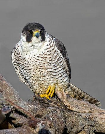 After The Rain Peregrine Falcon perched on driftwood along the beach after a rain storm in the Pacific Northwest US