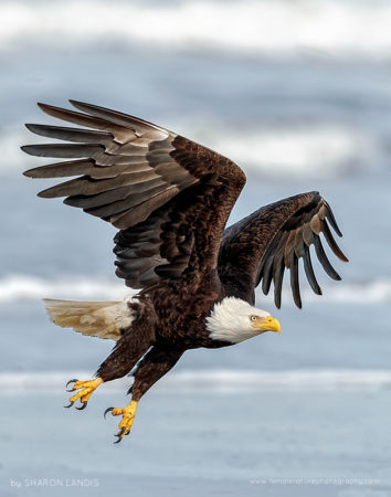 Amazing Bird Of Prey Bald Eagle flying over the surf in the Pacific Northwest US