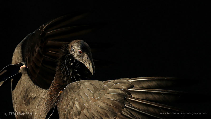 California Condor Portrait- Critically endangered California Condor L3 at five years old living wild and free, warming her wings in morning sunlight