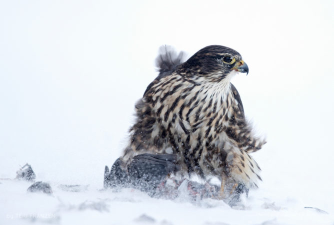 Cold Lunch A Merlin feeding on a captured pigeon on a blustery cold winter day