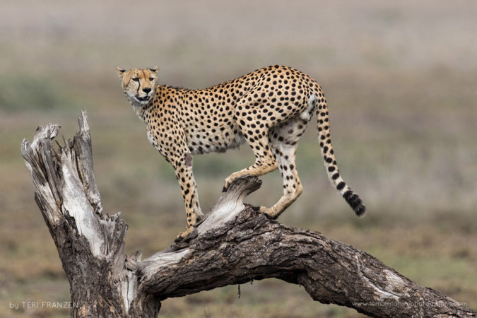 Injured Cheetah A male Cheetah, injured in an attack, uses a dead tree for a higher vantage point from which to call for his lost brother