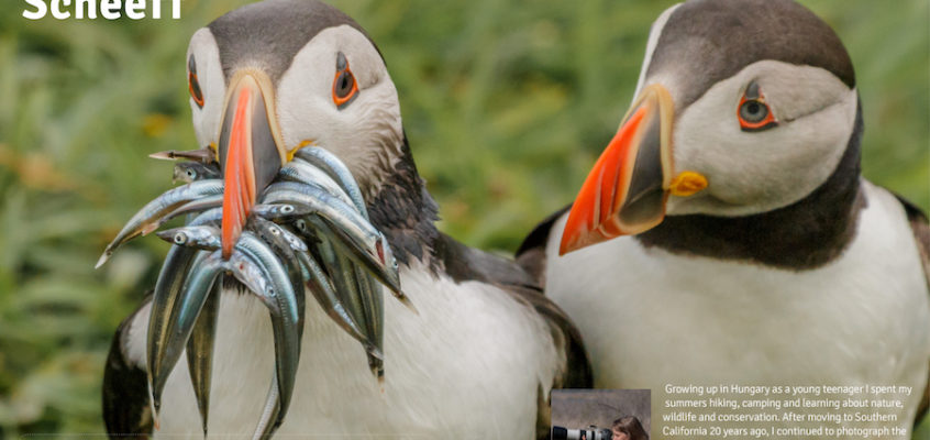 Female nature photographer of the month February 2017 Krisztina Scheeff