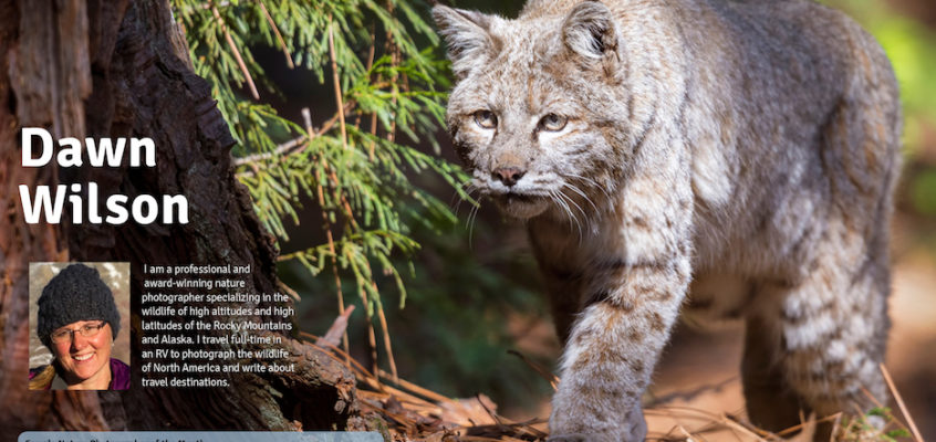 Female Nature Photographer of the Month - Dawn Wilson
