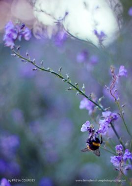 Freya-Coursey-FNP-10