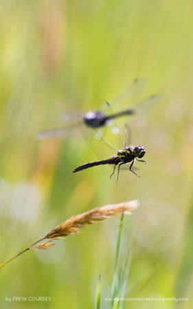 Freya-Coursey-FNP-11