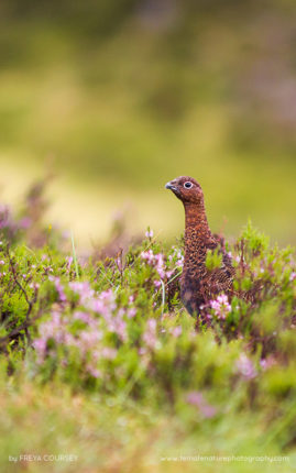 Freya-Coursey-FNP-12