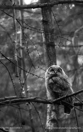 Freya-Coursey-FNP-13