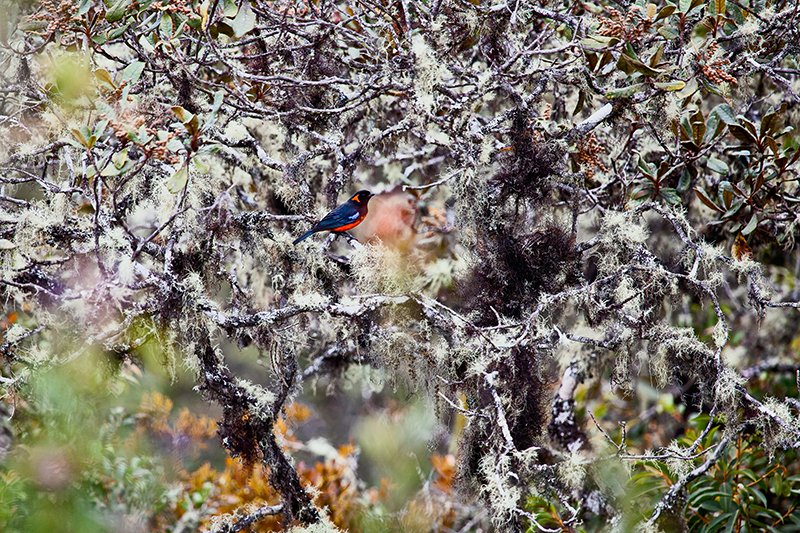 Scarlet-bellied mountain tanager, Wayqecha Cloud Forest Biological Reserve, Peru