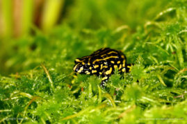 Inger-Vandyke-FNP-12