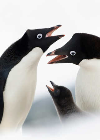 Adelie Penguin Family