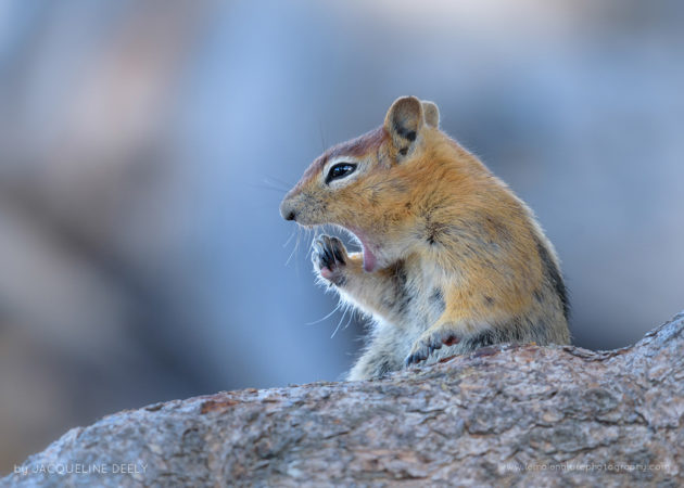 Golden-mantled Ground Squirrel